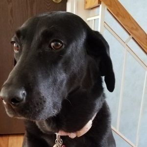 My greeter - beautiful girl Gracie!